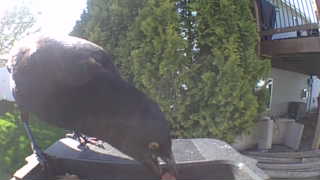 american crow