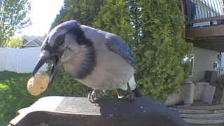 blue jay