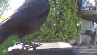 american crow