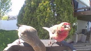 house finch