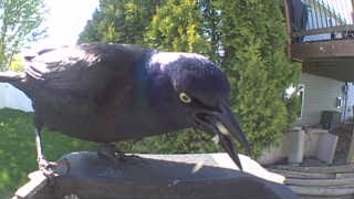 common grackle