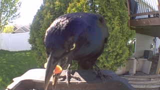 common grackle