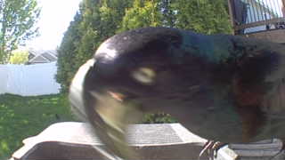 common grackle