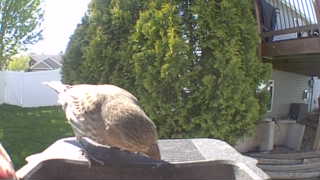 house finch