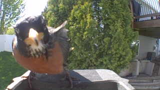 american robin