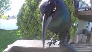 common grackle