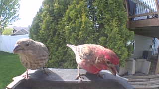 house finch