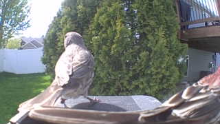 house finch