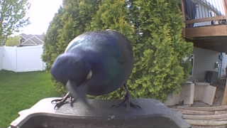 common grackle