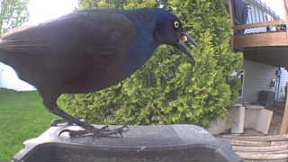 common grackle