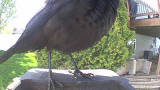 common grackle
