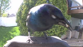 common grackle