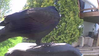common raven