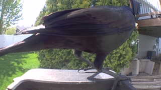 american crow