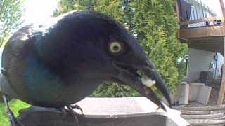 common grackle
