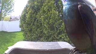 common grackle