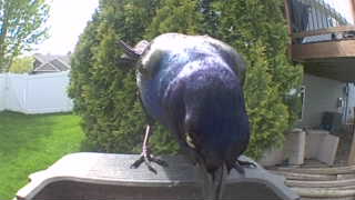 common grackle