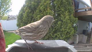 house finch