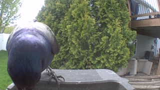 common grackle