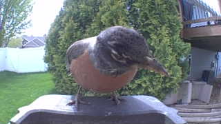 american robin