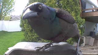common grackle