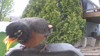 american robin