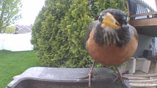 american robin