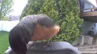 american robin