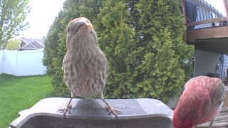 house finch