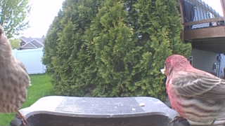 house finch