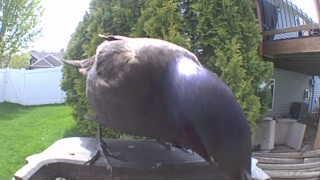 common grackle