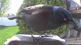 common grackle