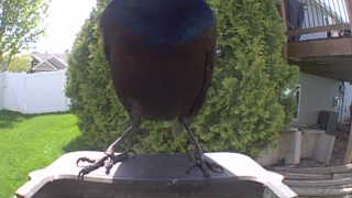 common grackle