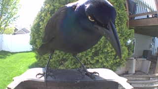 common grackle