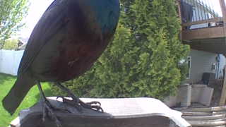 Unidentified clip