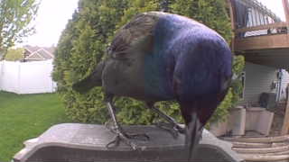 common grackle