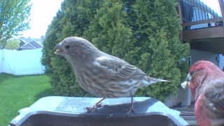 house finch