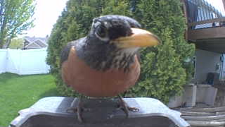 american robin
