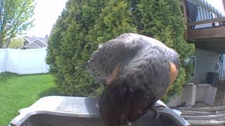 american robin