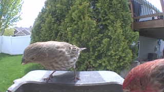 hermit thrush