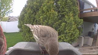house finch