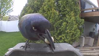 common grackle