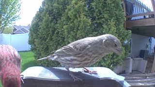 house finch