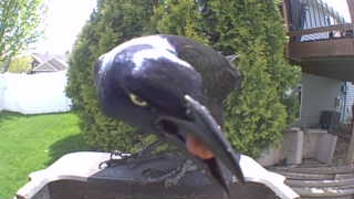 common grackle