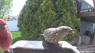 house finch