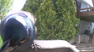 common grackle