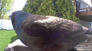 common grackle