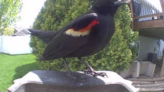 red-winged blackbird