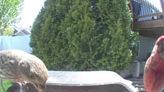 house finch