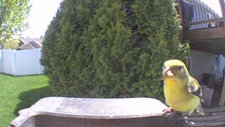 american goldfinch